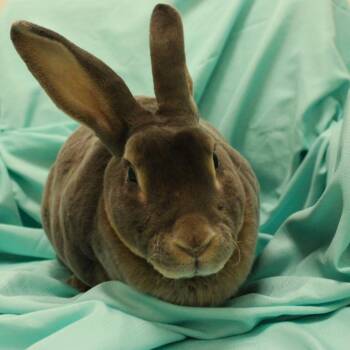 Yuna -  Rex Rabbit for Adoption in Champaign, Illinois - Yuna | PetCurious