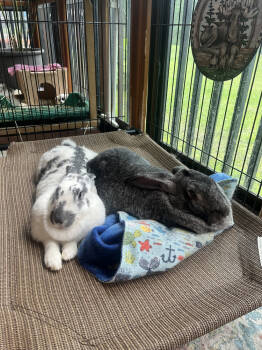 Rescue English Spot and Chinchilla Rabbits for Adoption in Naples, Florida - Mr. & Mrs. Moose | PetCurious