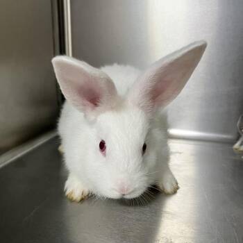 Snoopy -  Dwarf Rabbit for Adoption in Sioux City, Iowa - Snoopy | PetCurious