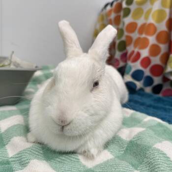 Rosita Bonita -  American Rabbit for Adoption in Pasadena, California - Rosita Bonita | PetCurious