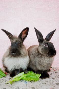 Claude and Lucy -  Lionhead Rabbit for Adoption in Long Beach, California - Claude And Lucy | PetCurious