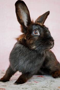 Mama Martini -  Lionhead Rabbit for Adoption in Long Beach, California - Mama Martini | PetCurious