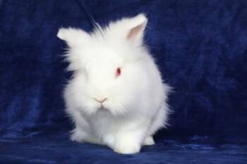 Simchi and Satchi (bonded pair) -  Lionhead Rabbit for Adoption in Santa Cruz, California - Simchi And Satchi (bonded Pair) | PetCurious