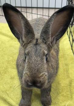 Rosario -  Bunny Rabbit Rabbit for Adoption in Delson, Quebec - Rosario | PetCurious