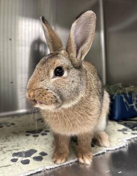 American Rabbits Available for Adoption - Romeo | PetCurious