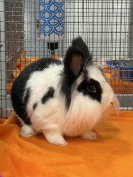 Max Finch -  Lionhead and Rex Rabbit for Adoption in Roseville, California - Max Finch | PetCurious