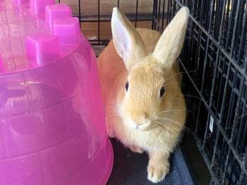 Rescue Bunny Rabbit Rabbits for Adoption in Tustin, California - LEMON | PetCurious