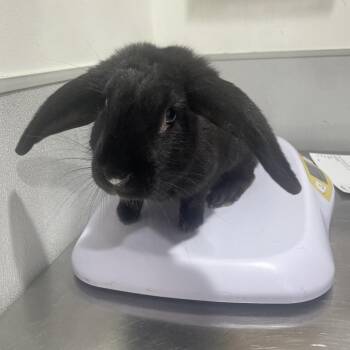 American Rabbits Available for Adoption in Tampa, Florida - Luca | PetCurious