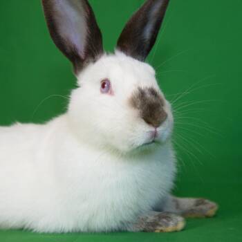 Californian Rabbits Available for Adoption in Wilmington, Delaware - Morgan | PetCurious