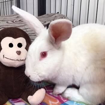 Rescue New Zealand Rabbits for Adoption in Kanab, Utah - Spirit | PetCurious