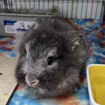 Veruka -  Lionhead Rabbit for Adoption in Kennesaw, Georgia - Veruka | PetCurious