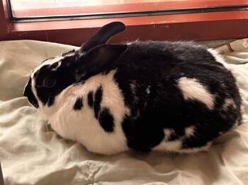 Bunny Rabbit and New Zealand Rabbits Available for Adoption in Colorado Springs, Colorado - JR | PetCurious