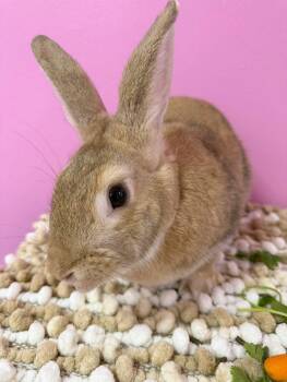 Rescue New Zealand Rabbits for Adoption in Saint Charles, Missouri - Old Man | PetCurious