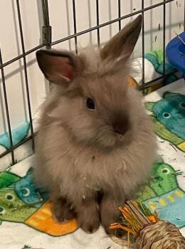 Lionhead Rabbits Available for Adoption in Santa Cruz, California - Meatball(Taylen) & Mochi (bonded Pair. | PetCurious