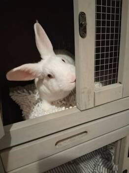 Florida White Rabbits Available for Adoption - Copley | PetCurious