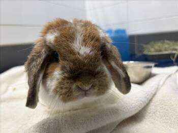 POSIE -  Bunny Rabbit Rabbit for Adoption in Loveland, Colorado - POSIE | PetCurious