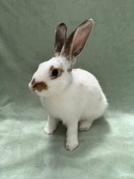 Biscoff -  Rex Rabbit for Adoption in Gainesville, Florida - Biscoff | PetCurious