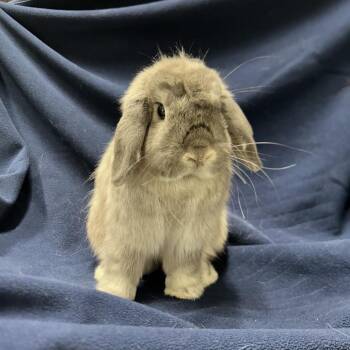 Biles -  Holland Lop and Mixed Breed Rabbit for Adoption in Oak Park, Illinois - Biles | PetCurious