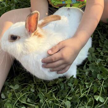 Rex Rabbits Available for Adoption in Melbourne, Kentucky - Daffodil | PetCurious