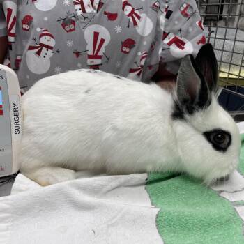 American Rabbits Available for Adoption - Mayhem | PetCurious