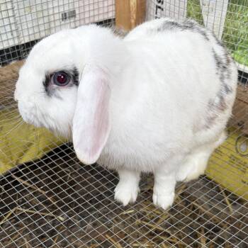 Mini Lop and English Spot Rabbits Available for Adoption in Birdsboro, Pennsylvania - Almond Joy | PetCurious