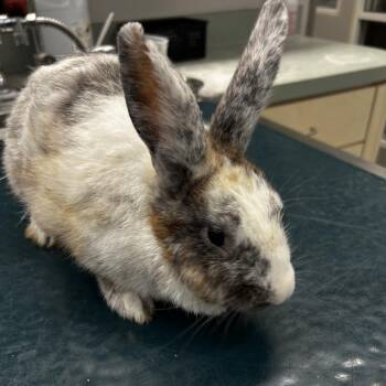 Audrey Hopburn -  Harlequin Rabbit for Adoption in Westminster, California - Audrey Hopburn | PetCurious