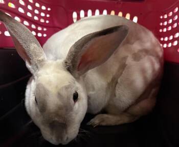 Rescue Bunny Rabbit Rabbits for Adoption in Camarillo, California - A872251 | PetCurious