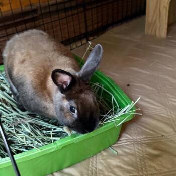 Cinnamon Rabbits Available for Adoption in Plumsted, New Jersey - Amber B. Hangry | PetCurious