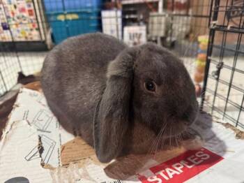 Lop Eared Rabbits Available for Adoption - Rodney | PetCurious