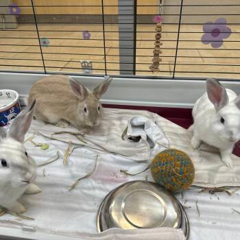 Nectarine -  Rex Rabbit for Adoption in Branford, Connecticut - Nectarine | PetCurious