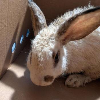 Flopsy -  American Rabbit for Adoption in Tampa, Florida - Flopsy | PetCurious