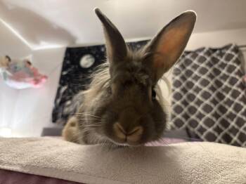 94 -  Lionhead Rabbit for Adoption in Saint Charles, Missouri - 94 | PetCurious
