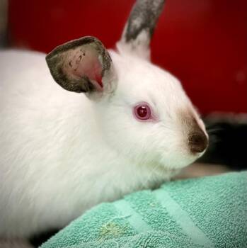 Californian Rabbits Available for Adoption in Methuen, Massachusetts - HOUDINI | PetCurious