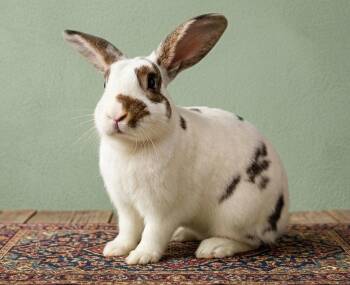 Beni -  English Spot Rabbit for Adoption in Lakeville, Minnesota - Beni | PetCurious