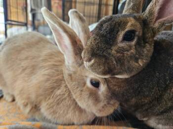 Mini Rex Rabbits Available for Adoption in Foley, Alabama - Milly & Molly | PetCurious