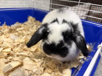 DUNKIN ALEXANDER -  Bunny Rabbit Rabbit for Adoption in Loveland, Colorado - DUNKIN ALEXANDER | PetCurious