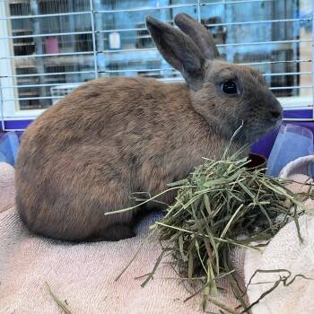 Muffin -  Bunny Rabbit Rabbit for Adoption in Lindon, Utah - Muffin | PetCurious