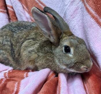 SHAGGY -  Bunny Rabbit Rabbit for Adoption in Anchorage, Alaska - SHAGGY | PetCurious