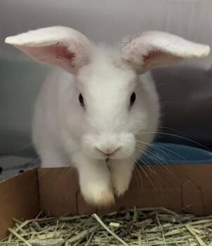 Bunny Rabbit Rabbits Available for Adoption in Dallas, Texas - COTTON | PetCurious