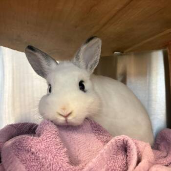 Dae-Dae -  Netherland Dwarf and American Rabbit for Adoption in Pittsburgh, Pennsylvania - Dae-Dae | PetCurious