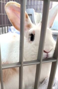 Ollie -  Bunny Rabbit Rabbit Available for Adoption in Washington Mills, New York - Ollie | PetCurious