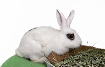 Bunny Rabbit Rabbits Available for Adoption in Fort Lauderdale, Florida - RON | PetCurious