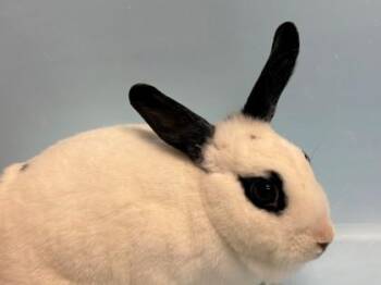 Raspberry -  Bunny Rabbit Rabbit for Adoption in Woodbury, Minnesota - Raspberry | PetCurious
