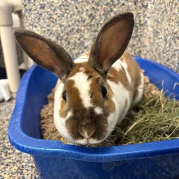 Rescue Bunny Rabbit Rabbits for Adoption in Fairport, New York - Cookie | PetCurious