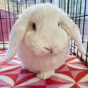 Snowy -  Holland Lop Rabbit for Adoption in San Diego, California - Snowy | PetCurious