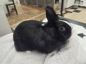 Poppy -  Dwarf Rabbit for Adoption in Crystal Lake, Illinois - Poppy | PetCurious