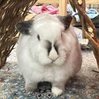 Bunny Rabbit Rabbits Available for Adoption in Alameda, California - TANGELO | PetCurious