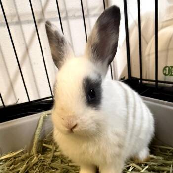 Lobo -  Bunny Rabbit Rabbit for Adoption in Gansevoort, New York - Lobo | PetCurious