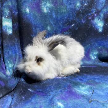Angora Rabbit Rabbits Available for Adoption - Ariel | PetCurious