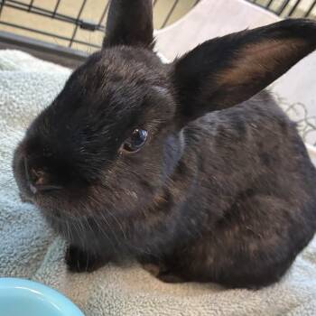 72565 -  American Rabbit for Adoption in Harrisonburg, Virginia - 72565 | PetCurious